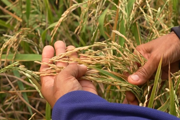 Tayland, Çin’e pirinç ihracatını artırmayı planlıyor