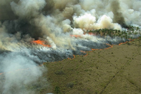 Muğla’nın Marmaris ilçesinde orman yangını