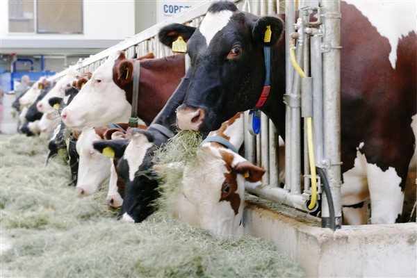 TÜİK-Süt işletmelerinin topladığı inek sütü Nisan’da yüzde 9,2 artışla 960,777 tona çıktı