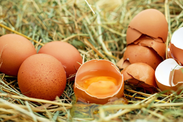 TÜİK-Tavuk yumurtası üretimi Nisan’da yıllık yüzde 3,7 artışla 1,71 milyar adete yükseldi