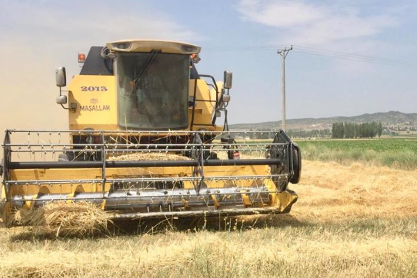 Bakan Yumaklı: TAGEM tarafından geliştirilen yerli buğday çeşitlerimizin hasadını yaptık