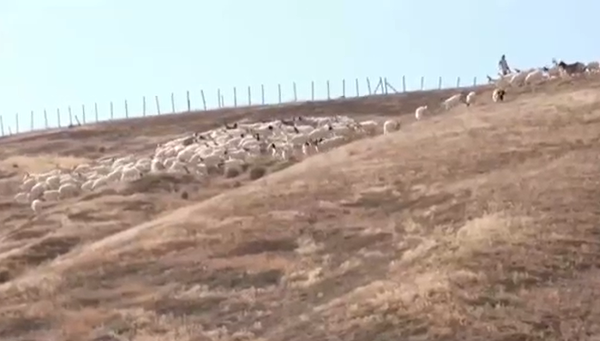 Aşırı sıcaklar ve yağmur yağmaması nedeniyle Sicilya adası çölleşiyor