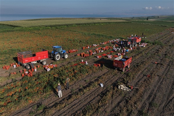 Büyükşehirin tarımsal sulama desteğiyle ilk hasat yapıldı