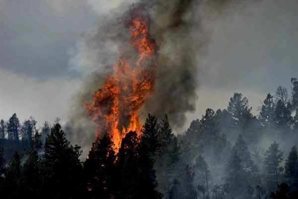 Çankırı'nın Ilgaz ilçesinde orman