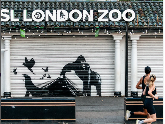 Londra Hayvanat Bahçesi Banksy’nin yeni duvar resmini kapısından kaldırdı