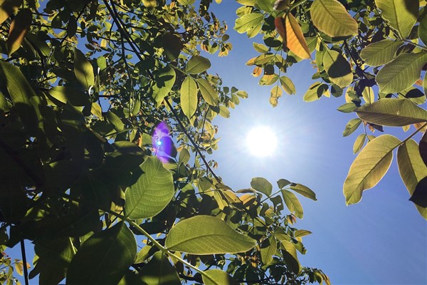 Hava sıcaklıklarının; 7-13 Ağustos