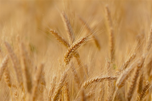 TÜRİB- Arpa, buğday ve mısır ürünleri için fiyat gelişimi açıklandı