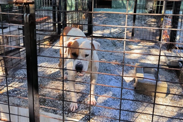 Ata saldıran köpek yakalandı