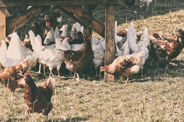 Kayseri Büyükşehir Belediyesi, kırsaldaki kadın üreticilere 10 bin tavuk dağıtacak