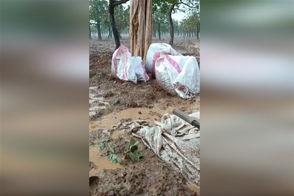 Şanlıurfa’da sağanak yağış fıstık ağaçlarına zarar verdi