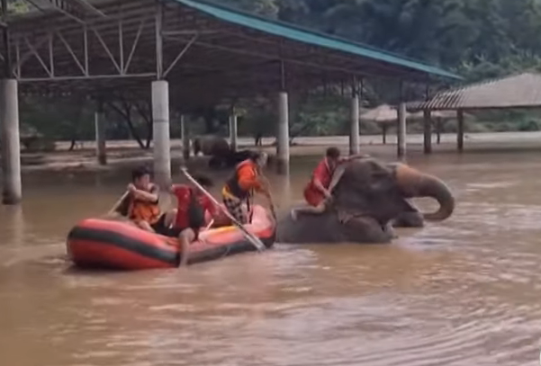 Tayland Chiang Mai’de meydana gelen şiddetli selde iki fil  boğuldu